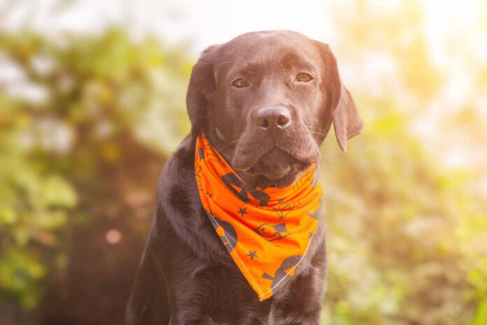 halloween tips - halloween costumes dog
