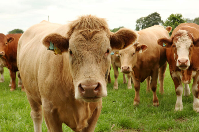 MII beef 2024@30-09-2024-09_04_16