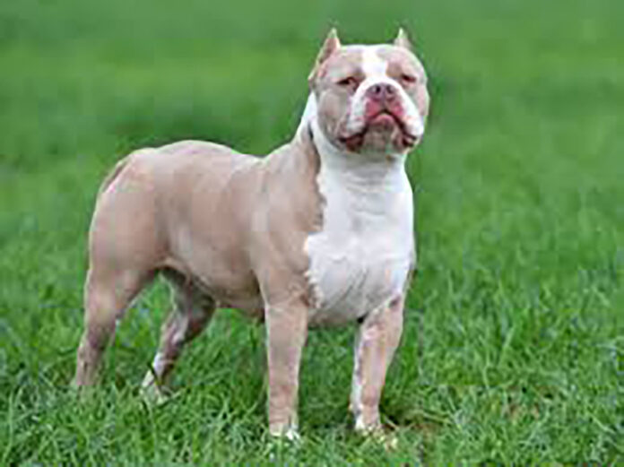 XLBully@02-10-2024-12_18_22