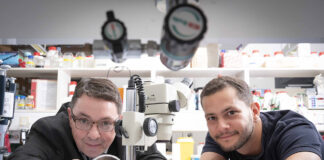 Gut microbes play a key role in regulating stress responsiveness throughout the day, research finds