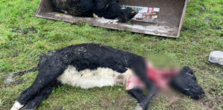 Two calves killed in suspected dog attack