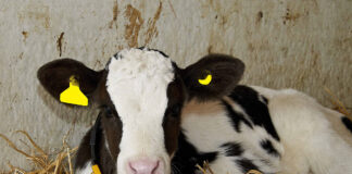 Cork farms to host CalfCare events this January