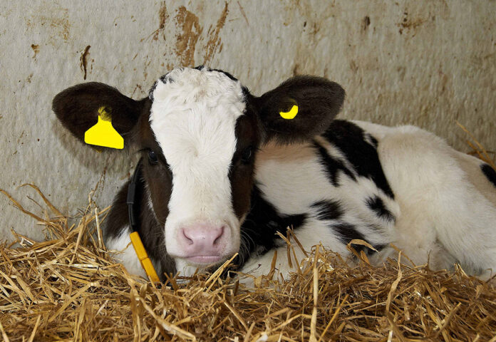 Are you set for CalfCare '25?