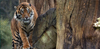 Fota Wildlife Park excited by arrival of Sumatran Tiger to join endangered breeding programme