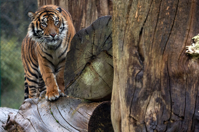 FOTA Tiger 2024 DK 002 - web@30-12-2024-16:58:06.jpg