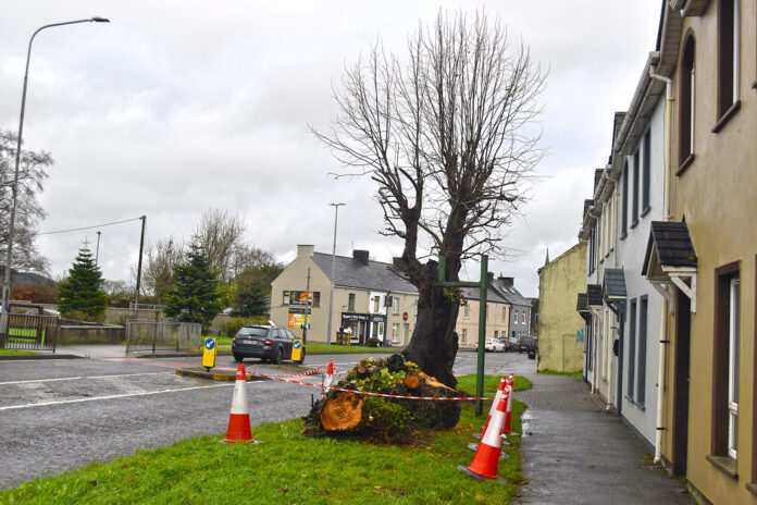 Hanging trees Rathcormac December 2024 1 4-web@31-12-2024-15:49:24.jpg
