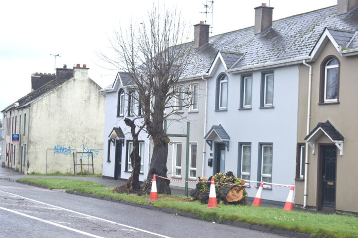 Hanging+trees+Rathcormac+December+2024+1@04-12-2024-14_25_32-1