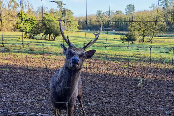 Deer in Doneraile-web@22-01-2025-17:26:24.jpg