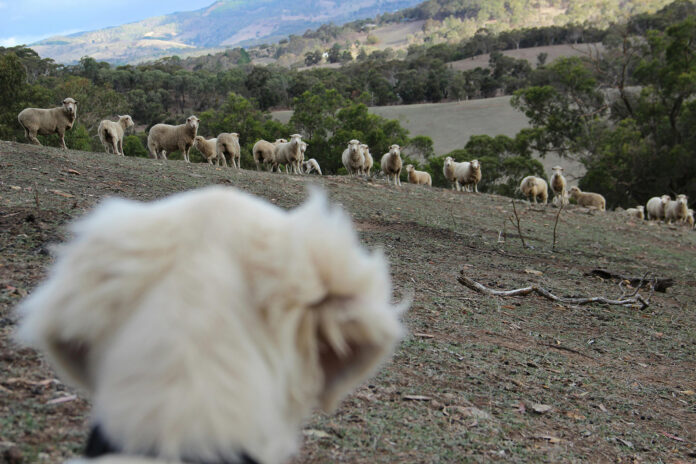 Dog-Sheep-pexels-Stock-web@29-01-2025-14:50:13.jpg