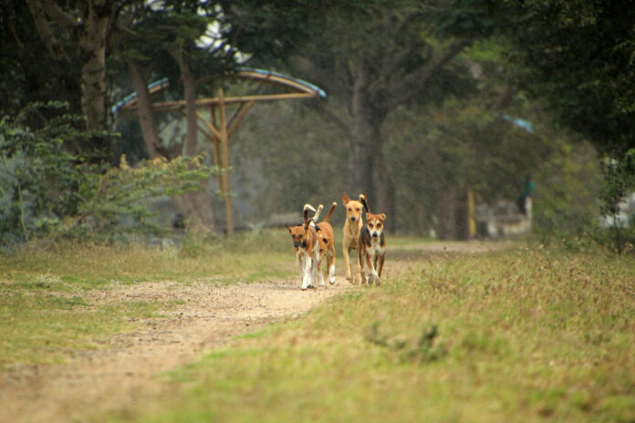 Dogs Off Leash-unsplash-Web Stock@12-02-2025-18:04:31.jpg