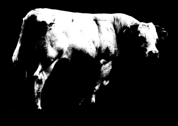 The Equal of this Bull-web@05-02-2025-17:44:13.jpg