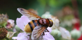 30 new insect species spotted in Ireland