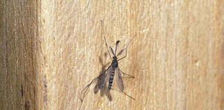 Learn about mosquitoes in Ireland