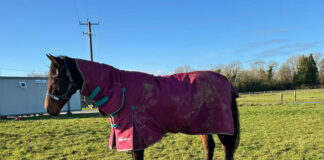 New homes sought for horses, donkeys and ponies