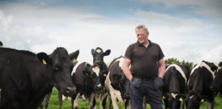 ICMSA say announcement of Weighing Scheme Payment is another step in developing Dairy Beef sector