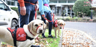 Assistance dogs empower Autistic children and their families