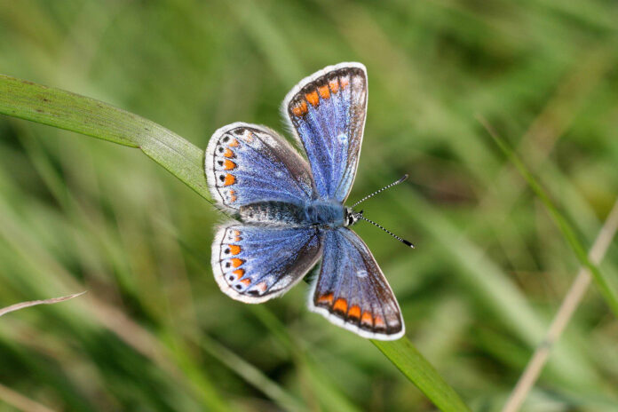Common Blue (Photo - Liam Lysaght)-web@30-04-2025-10:38:21.jpg