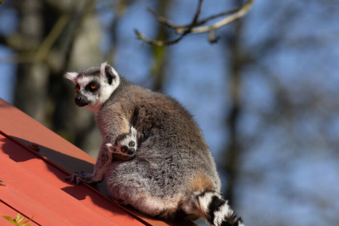 Lemur FOTA 2025 DK 008-web