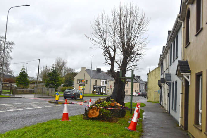 Rathcormac Hanging Trees 2 - web@23-04-2025-16:58:37.jpg