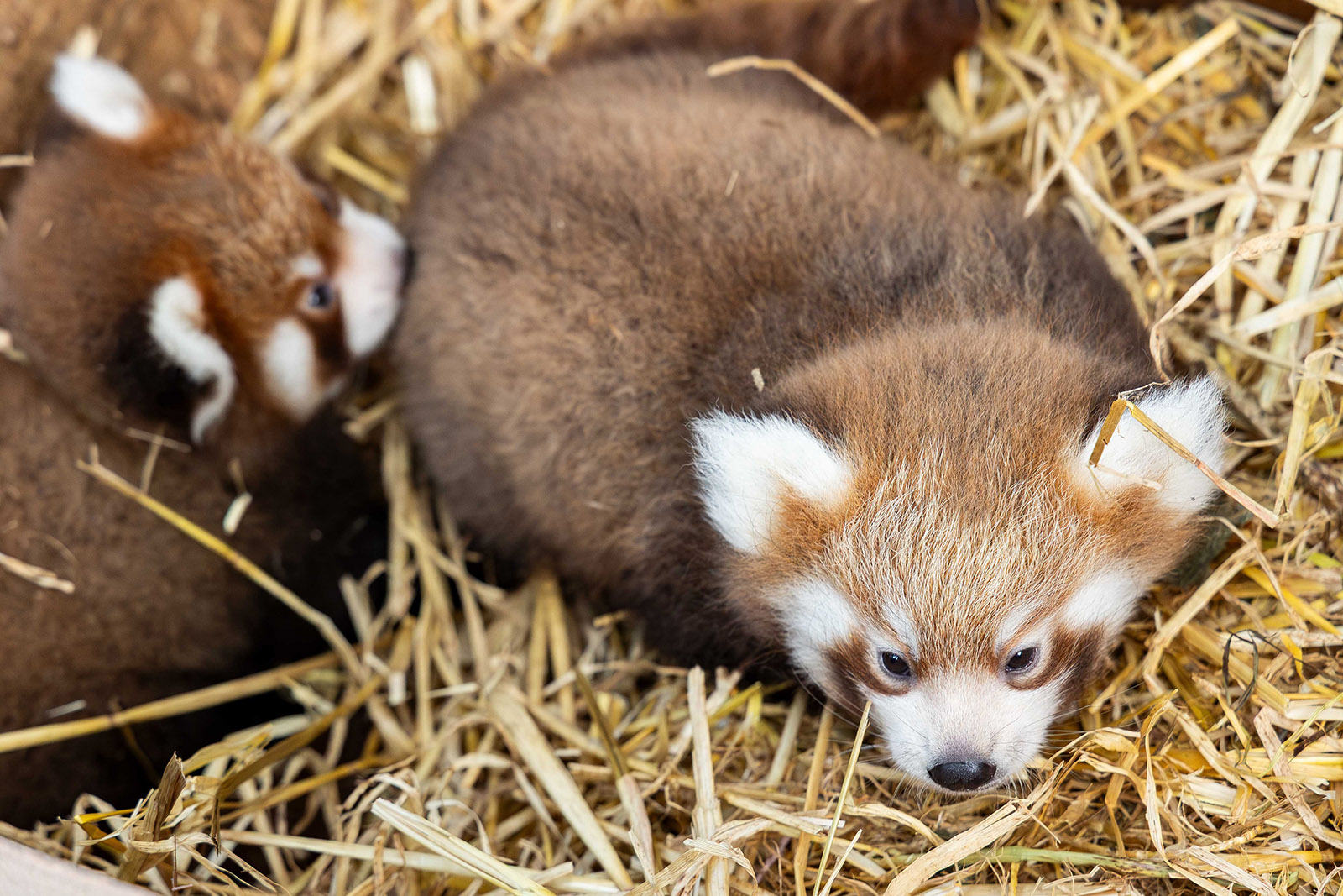 Two endangered red panda cubs born at Fota - The Avondhu Newspaper