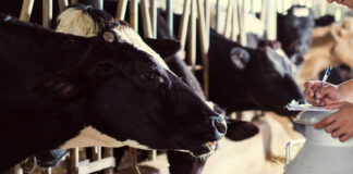 Feed support to assist suppliers maintain milk output