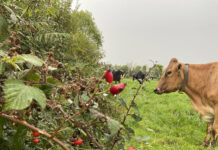 Hedgerow Ireland – ICMSA 2025 National Photography competition