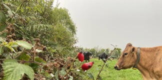 Hedgerow Ireland – ICMSA 2025 National Photography competition