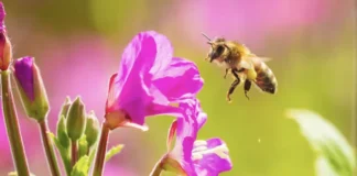 Wild honeybees now officially listed as endangered in the EU
