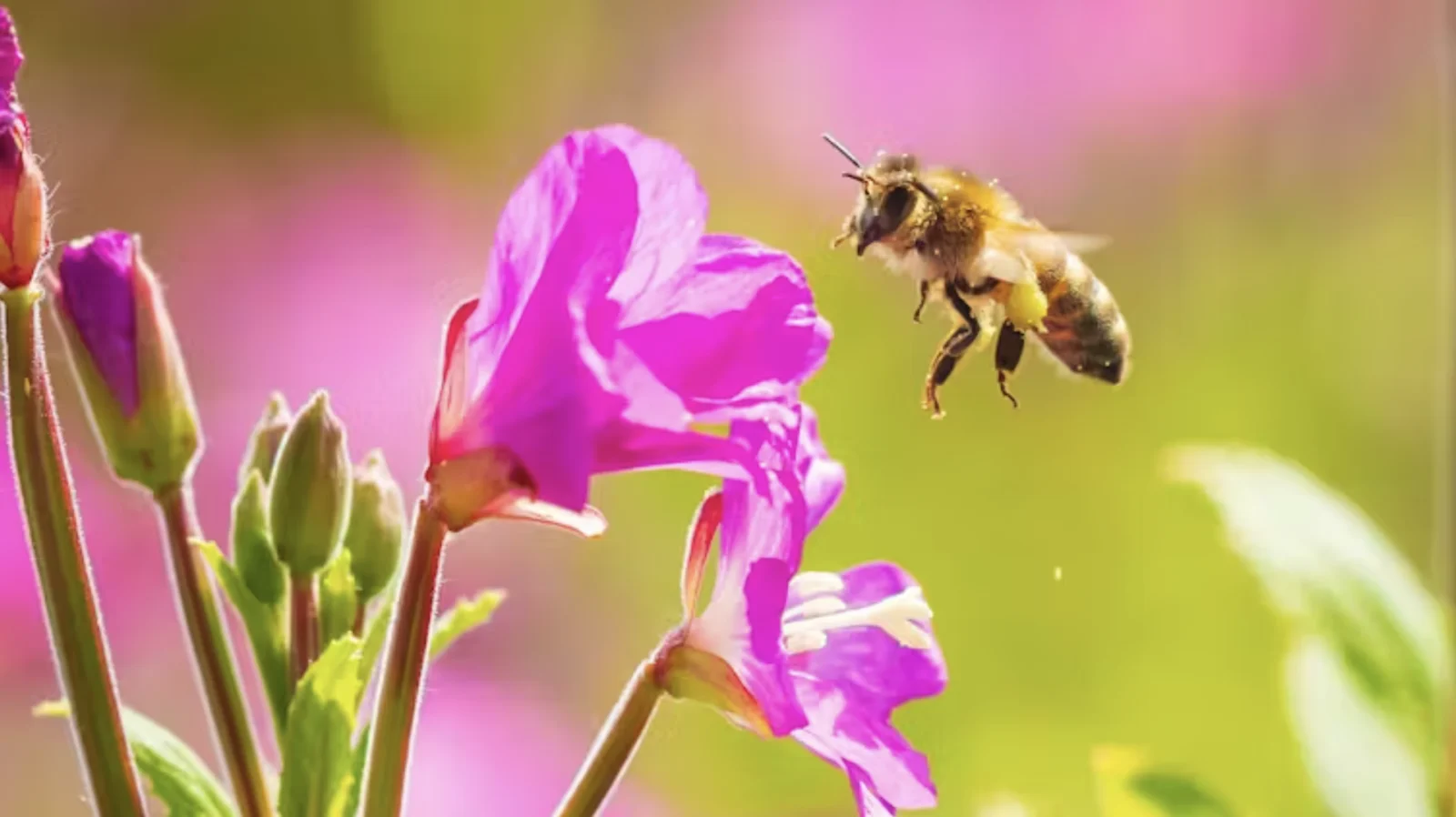 Wild honeybees now officially listed as endangered in the EU