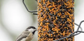 Workshop on biodiversity in Coolagown on Tuesday