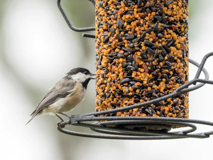 Bird Feeder-mary-hammel-amMDYpLaiwg-unsplash