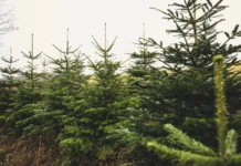 The Best Places to Buy a Real Christmas Tree in Cork