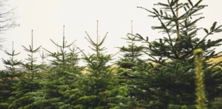 The Best Places to Buy a Real Christmas Tree in Cork