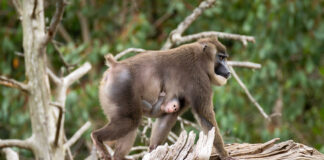 December 20th public reopening for Fota Wildlife Park