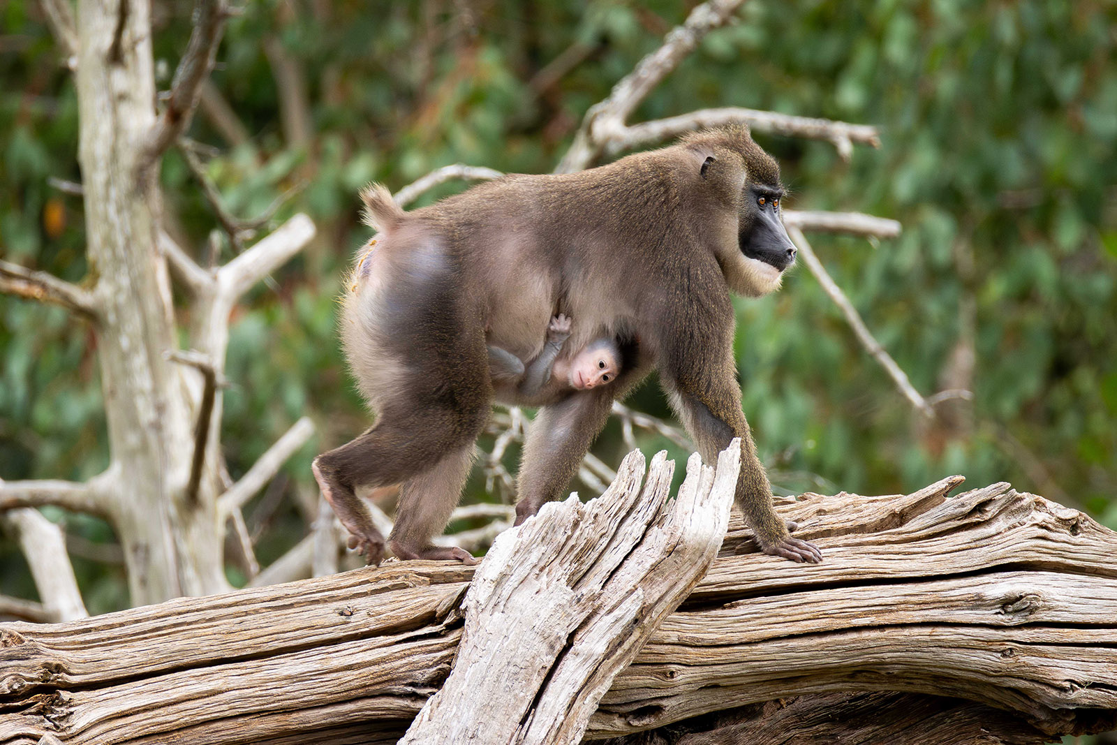 December 20th public reopening for Fota Wildlife Park