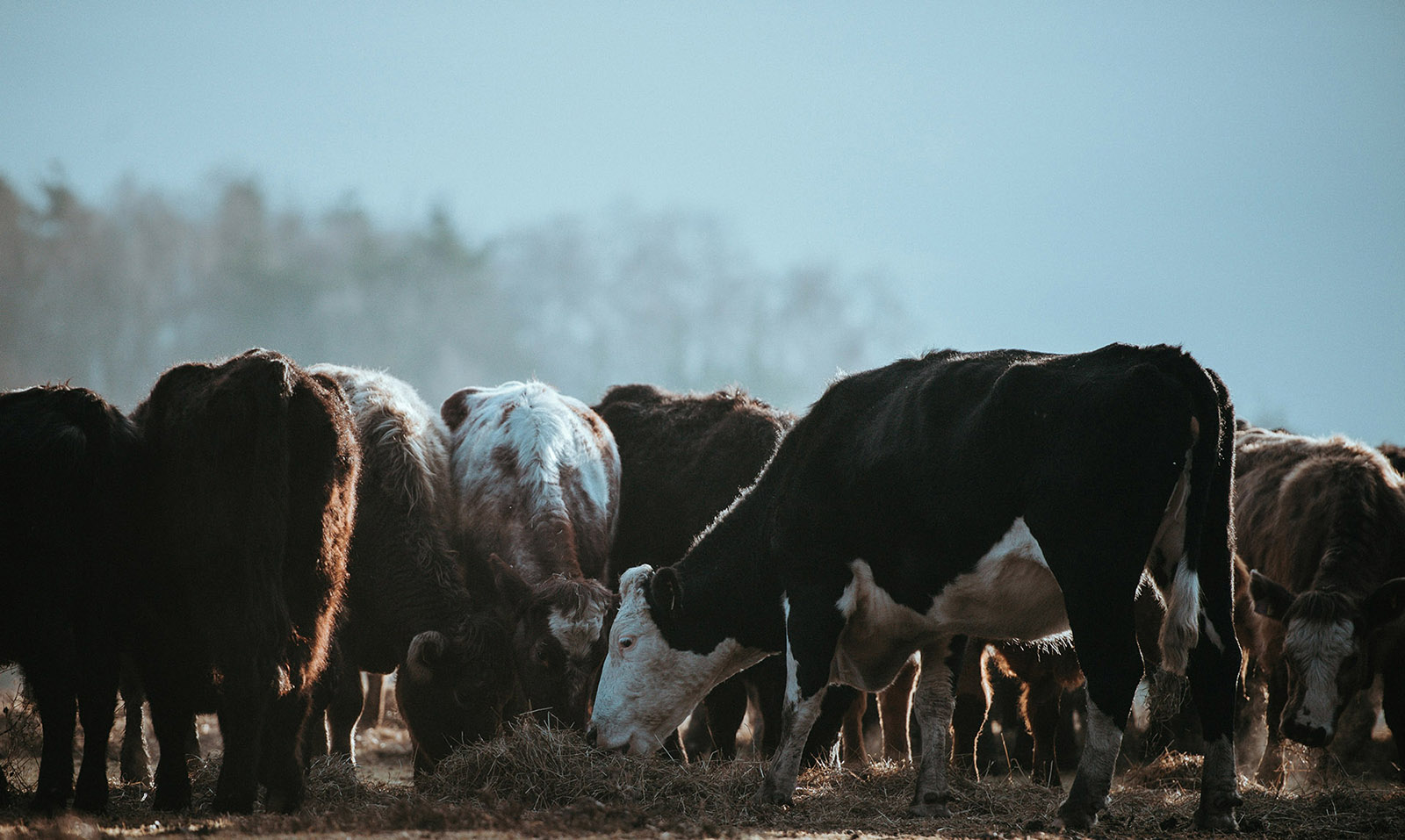 Get insights into beef markets fundamentals signaling strong prices for 2026 - ICMSA despite recent price manipulation concerns.