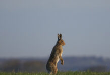 Landowners to get easy support for boosting nature on their land in 2026