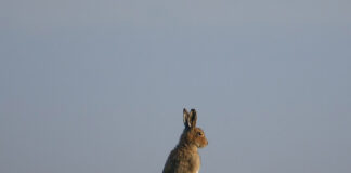 Landowners to get easy support for boosting nature on their land in 2026