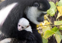 Fota Wildlife Park invites public to help name new black-and-white Colobus Baby Monkey