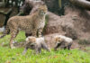 Fota Wildlife Park announces the birth of two endangered Northern cheetah cubs