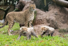 Fota Wildlife Park announces the birth of two endangered Northern cheetah cubs