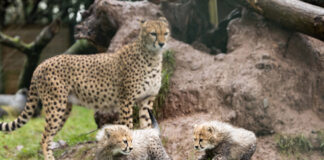 Fota Wildlife Park announces the birth of two endangered Northern cheetah cubs