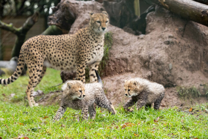 FOTA Cheetah Cubs 2026 DK 010@28-01-2026-12-22-26 copy