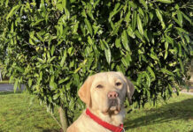 Waiting list opens for those seeking an assistance dog