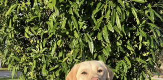 Waiting list opens for those seeking an assistance dog