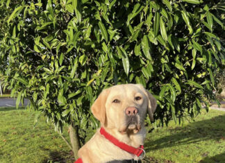 Waiting list opens for those seeking an assistance dog