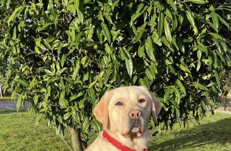 Waiting list opens for those seeking an assistance dog