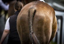 Best turned out league accolades announced by HRI