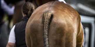 Best turned out league accolades announced by HRI