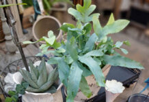 Discover inspiration at Clarenbridge Garden Centre Tipperary